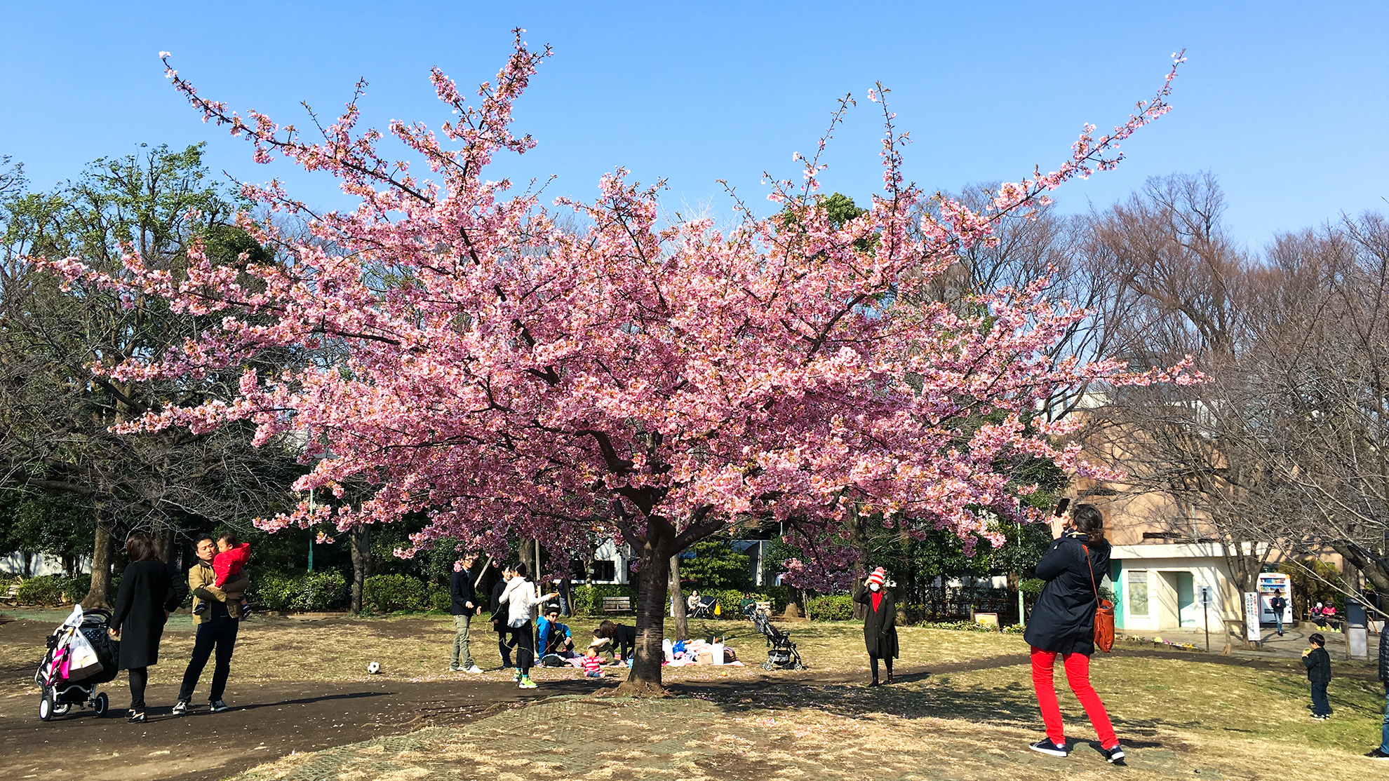 Tokyo First Sakura! - TokyoStreetView