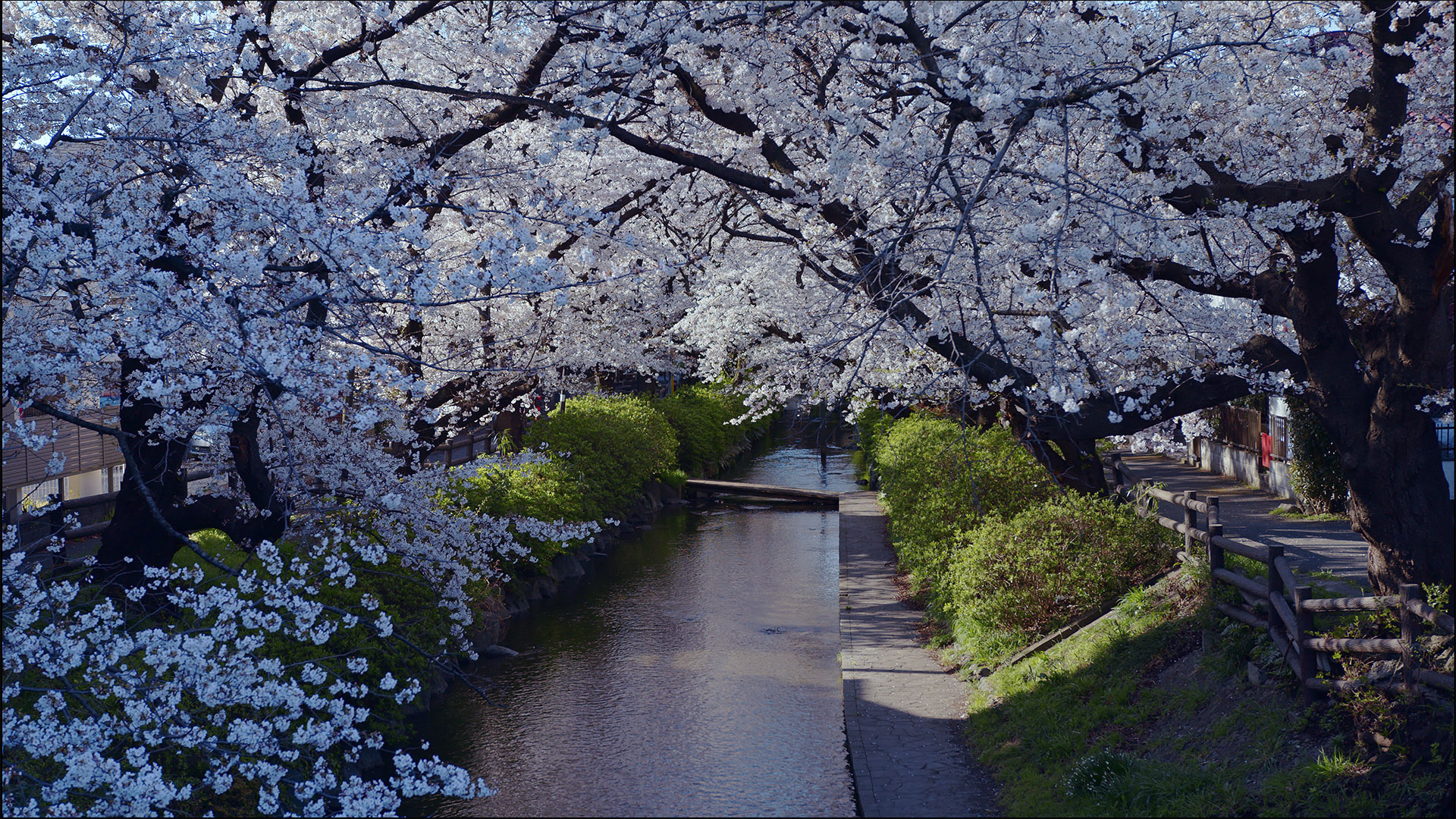 Nikaryo Yousui Cherry Blossoms - TokyoStreetView